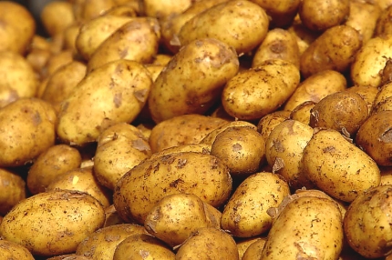 Latvijā lielos apjomos ieved lētus zviedru kartupeļus; zemnieki ļoti satraukti